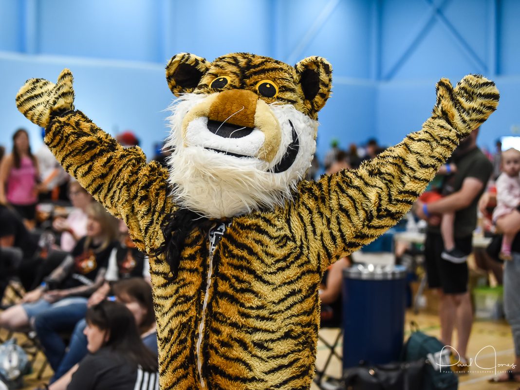 Tiger Bay Brawlers fan in a full tiger costume